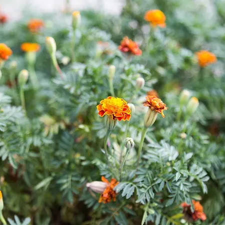 Apartment La Romana Podgorica