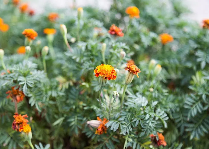 Apartment La Romana Podgorica